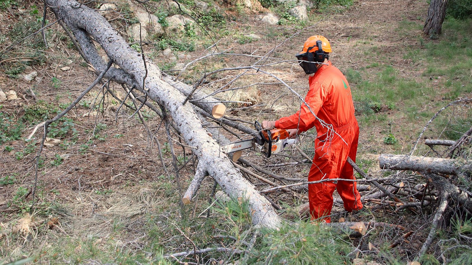 Un operari talla un pi en el marc de les tasques de creació de franges de protecció contra els incendis a Tarragona
