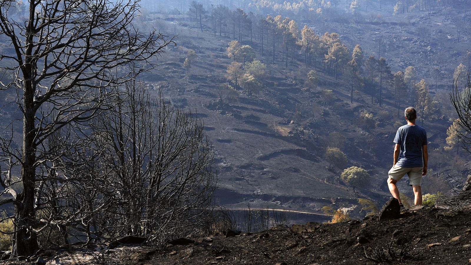 Pinares arrasados por el incendio de Burgohondo en el Parque Natural del Valle de Iruelas, una de las mayores colonias de buitre negro de Europa