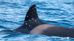 Misterio en el Estrecho: ¿quién disparó a Toñi, la "abuela" de las orcas ibéricas?