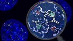 Identifican una nueva estructura de ADN en las células humanas