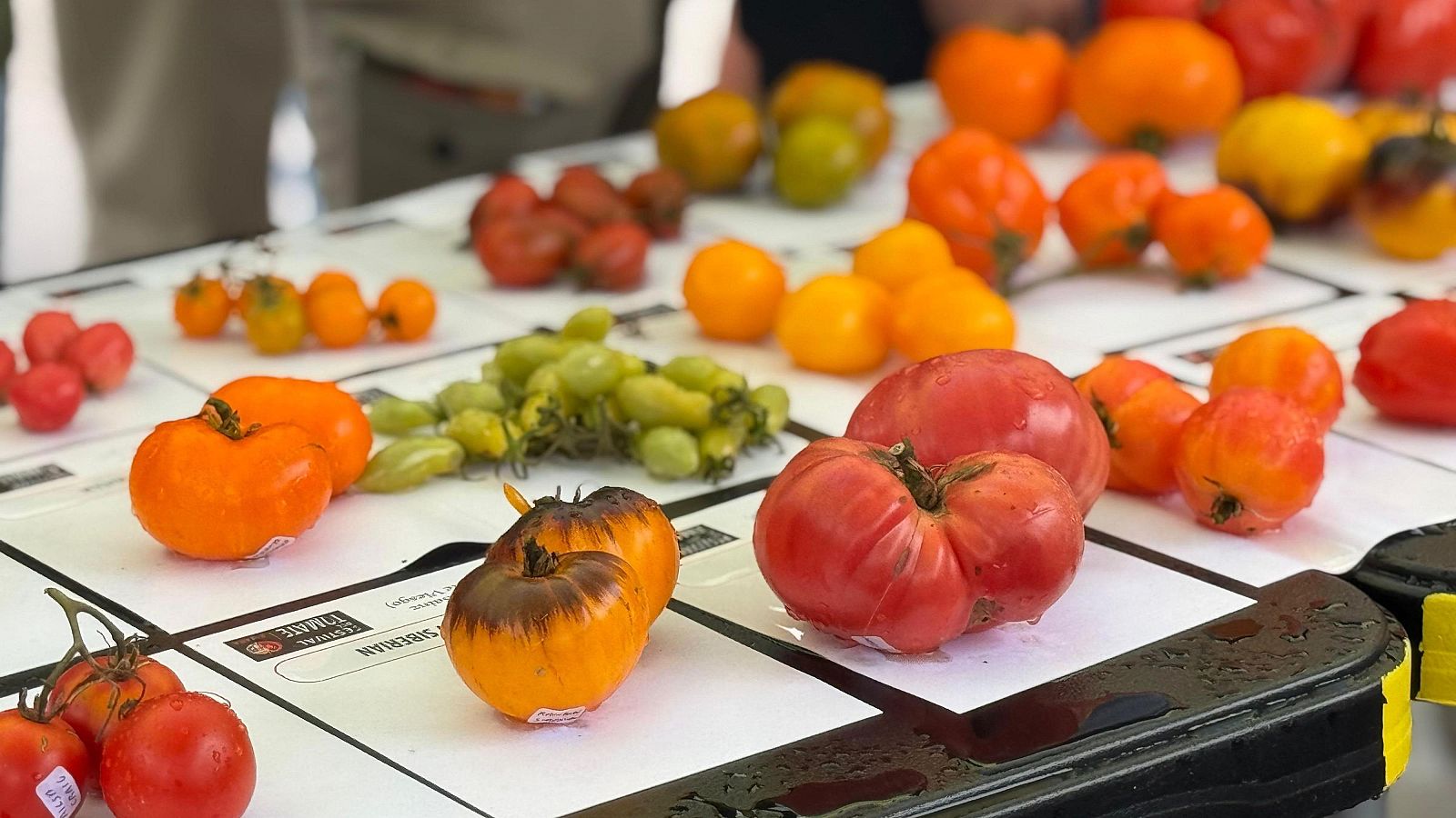 Un centenar de personas participan en el concurso del Festival del Tomate de Bezana que gana Emilio Medina