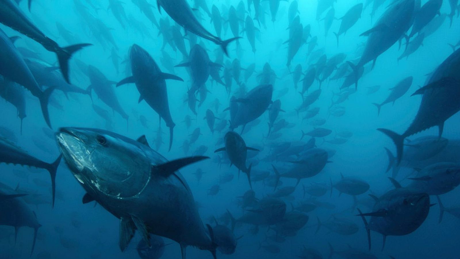 'Memoria de delfín' y el atún