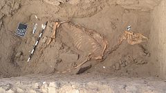 Hallan restos de un caballo enterrado de manera ritual hace 3.000 años en el valle del Nilo