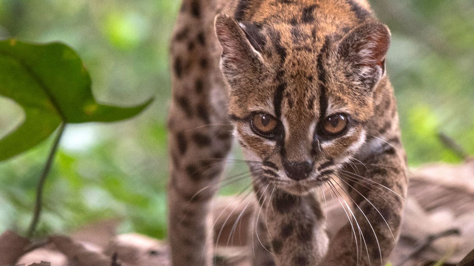 El tilcayo, primer felino descubierto en más de cien años.