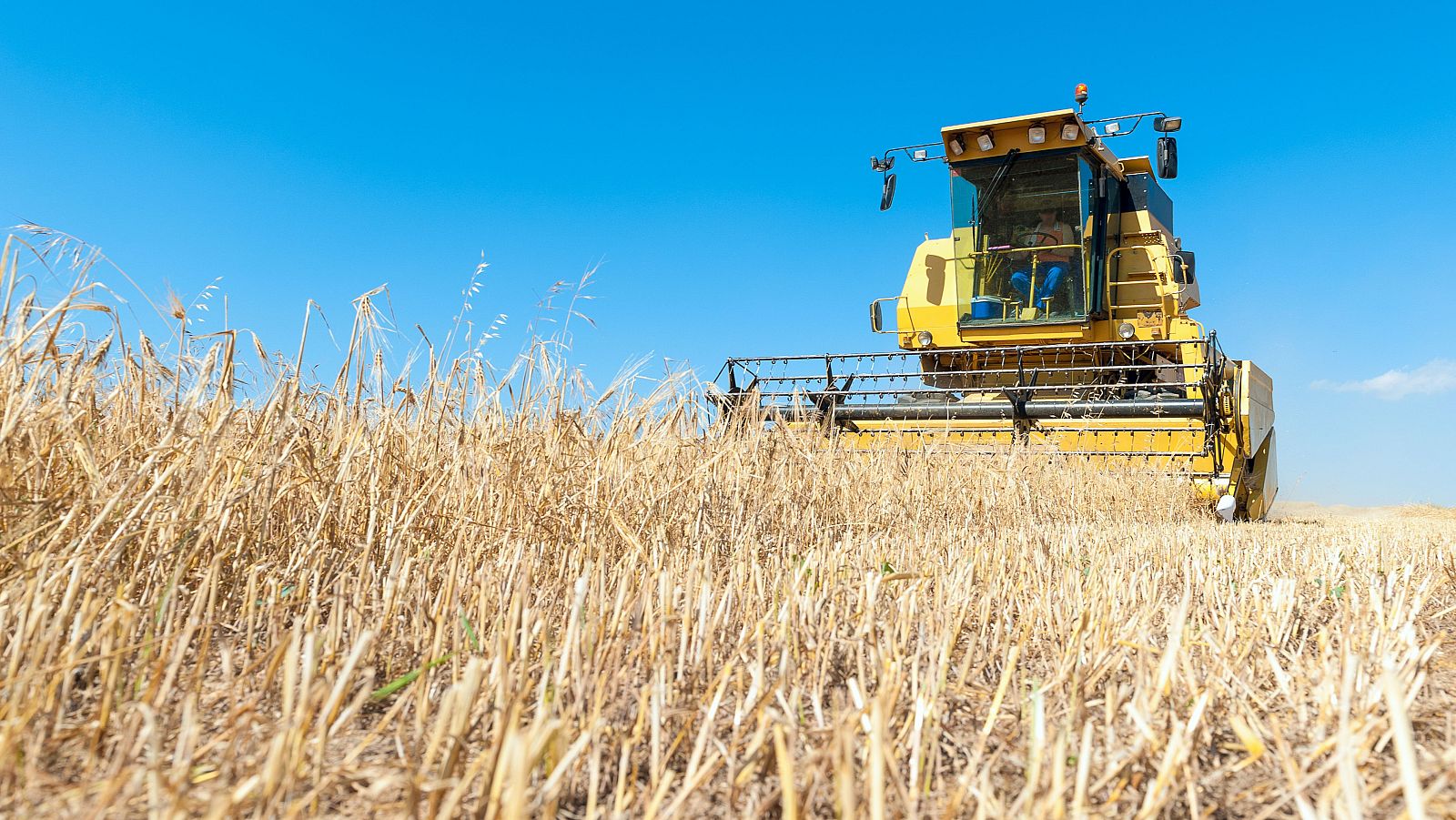 El cultivo de cereal en España, en peligro