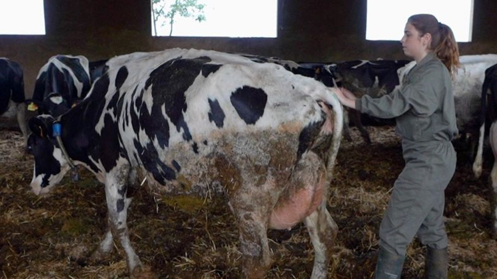 Una joven con mono de trabajo verde y botas de agua acaricia el lomo de una vaca lechera frisona en un establo con paja.