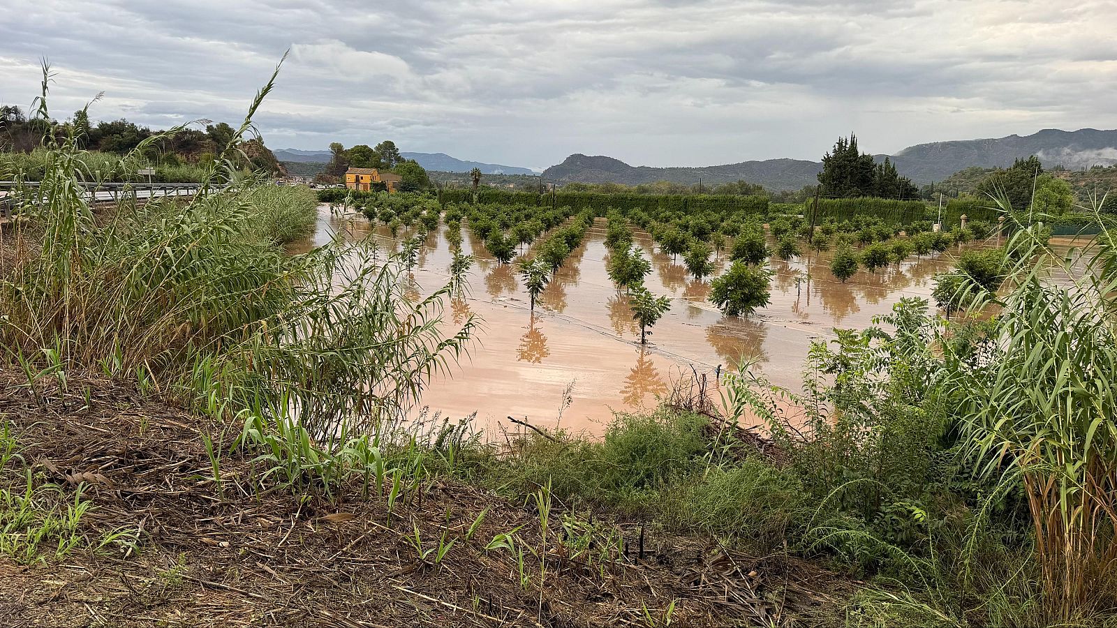 Camp de cítrics inundat a Xerta
