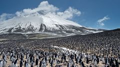 El cambio climático diezma la mayor colonia de pingüinos del mundo, que pierde dos tercios de su población