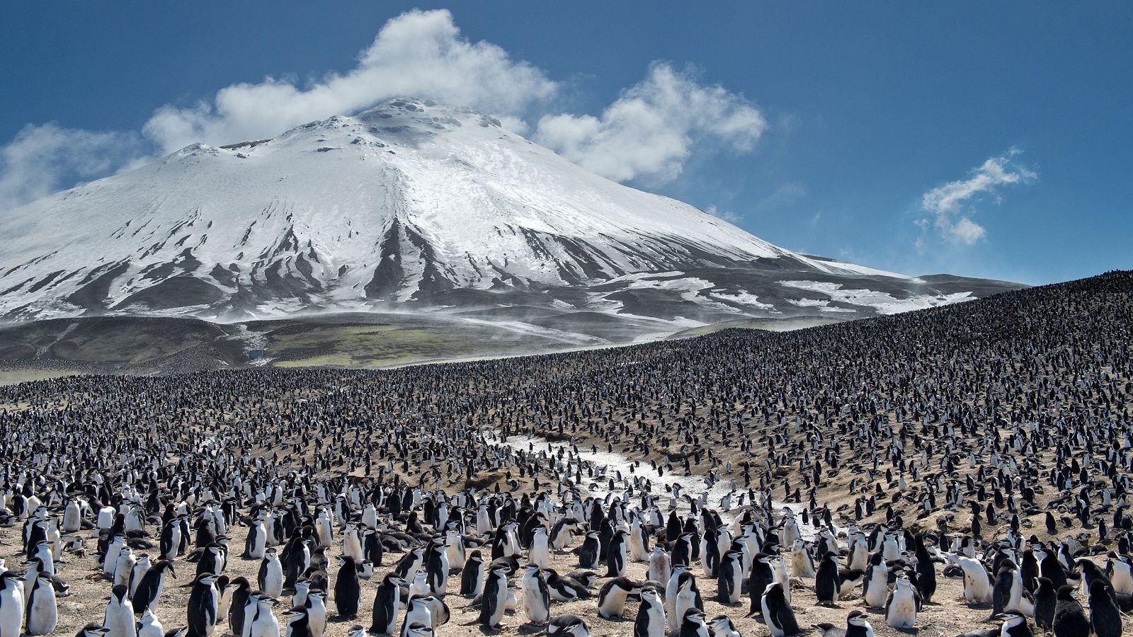 El cambio climático diezma la mayor colonia de pingüinos del mundo.