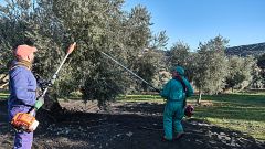 La recogida de la aceituna ya está en marcha: el sector espera un 23% más de producción, pero teme un desplome de precios
