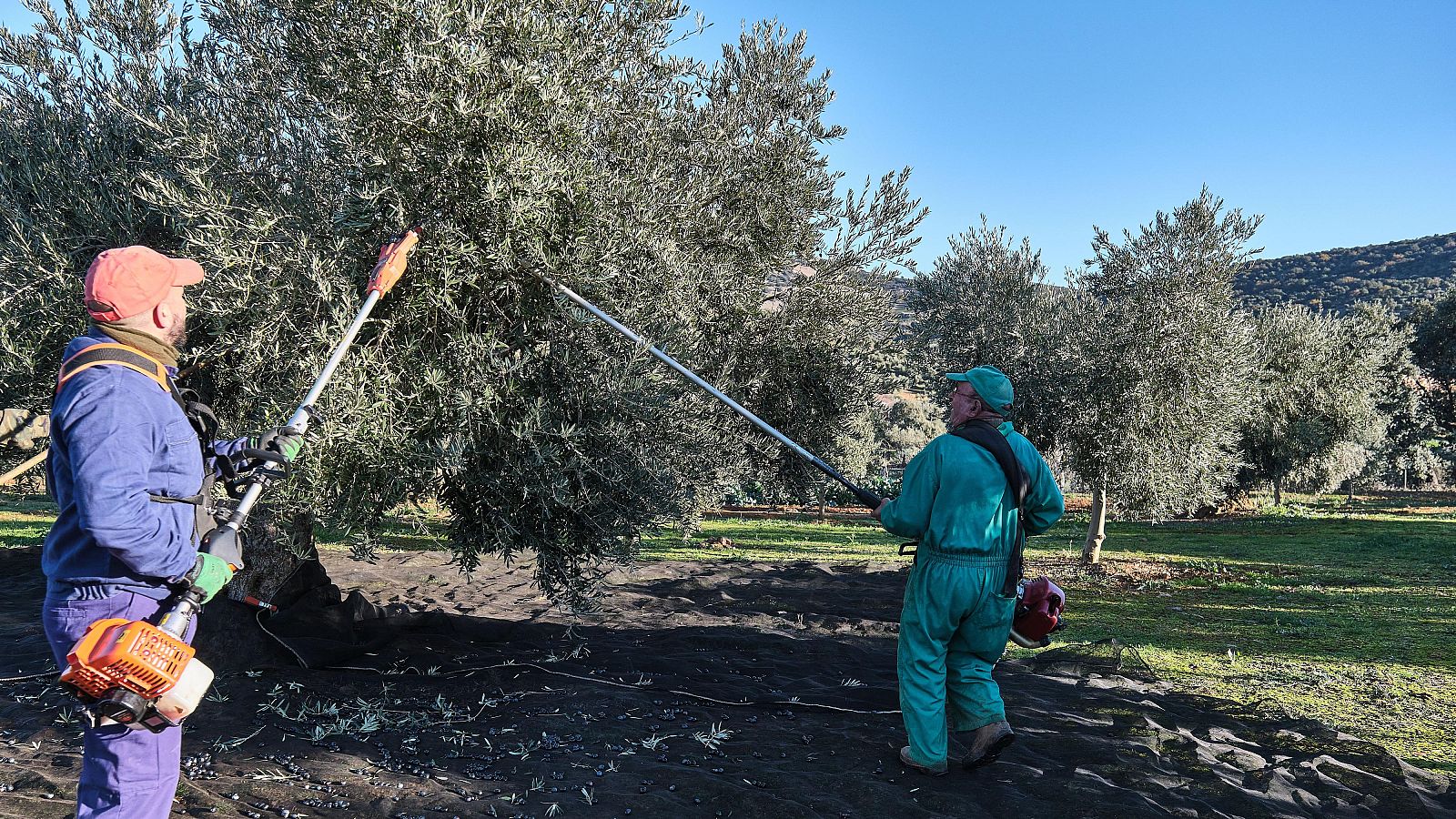 Agricultores recogen aceituna