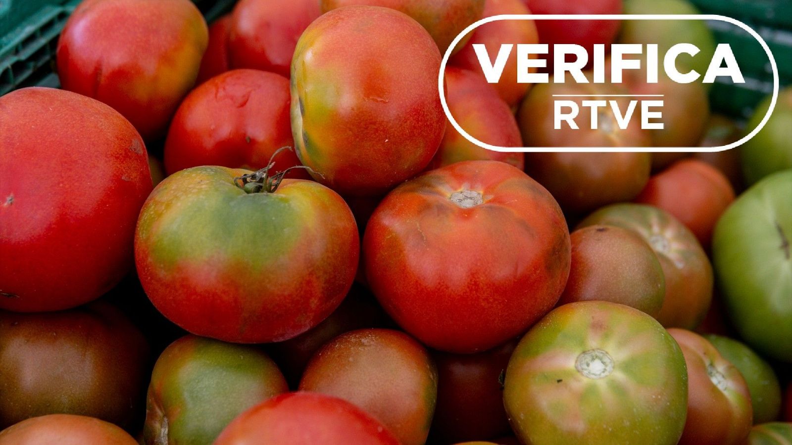 Tomates en un mercado en Boadilla del Monte (Madrid) de promoción de producto local con sello VerificaRTVE