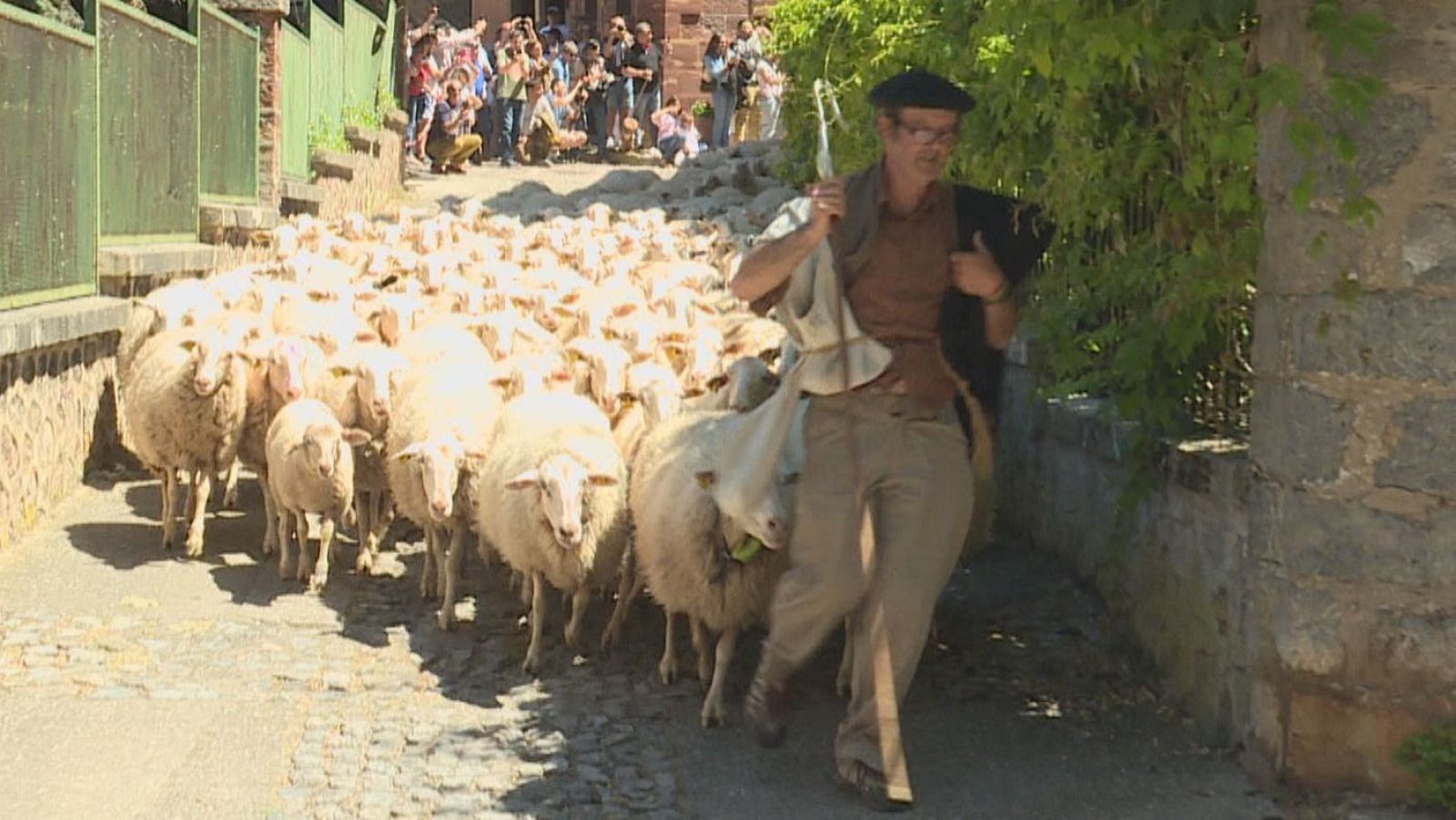 Rebaño de ovejas blancas y beige avanza por calle empedrada, guiado por un pastor con boina y bastón. Muros de piedra y vegetación adornan el entorno rural bajo un día soleado.