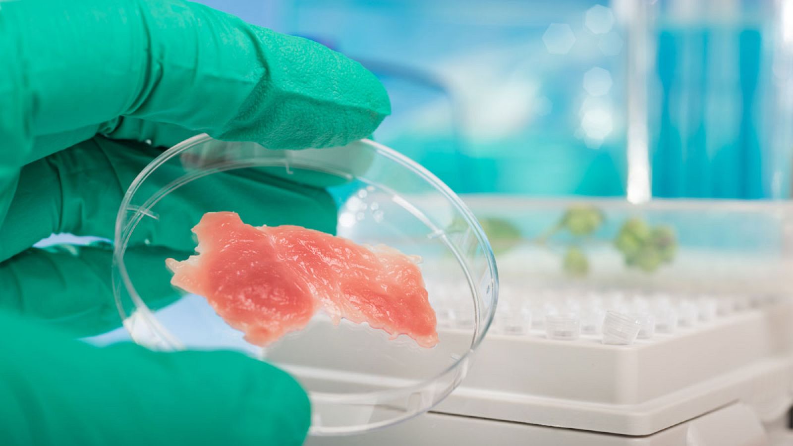 La listeriosis es una enfermedad causada por la bacteria Listeria monocytogenes.