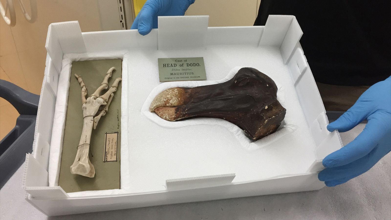 Restos de dodo pertenecientes al Museo de Canterbury.