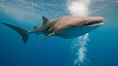 Un tiburón ballena realiza la mayor migración transpacífica jamás registrada
