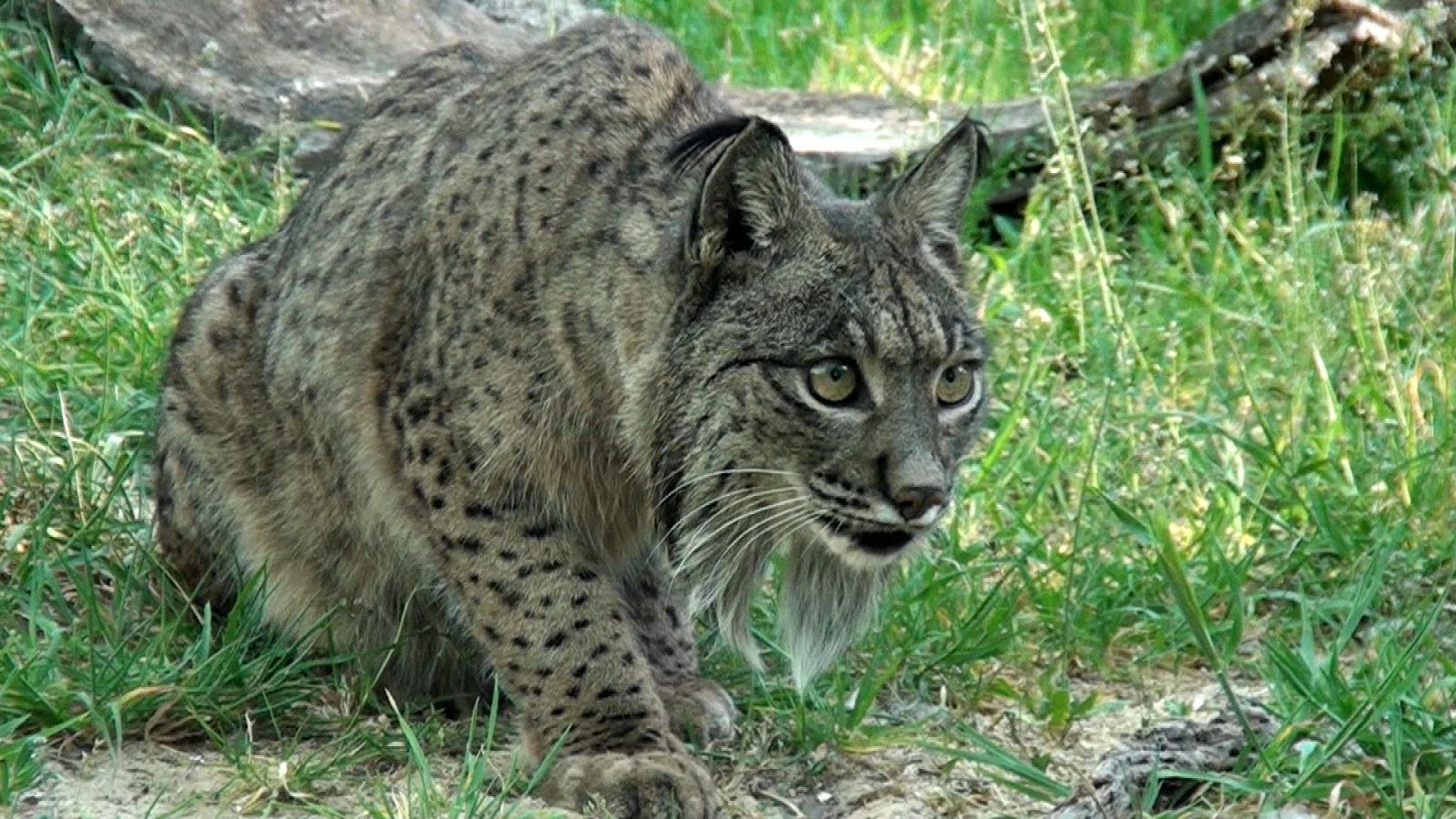 Territorio lince, esta semana en 'Crónicas'