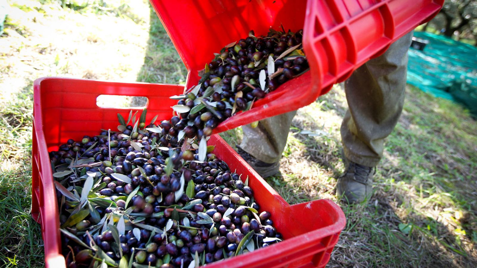 Proceso de recolección de la aceituna negra española