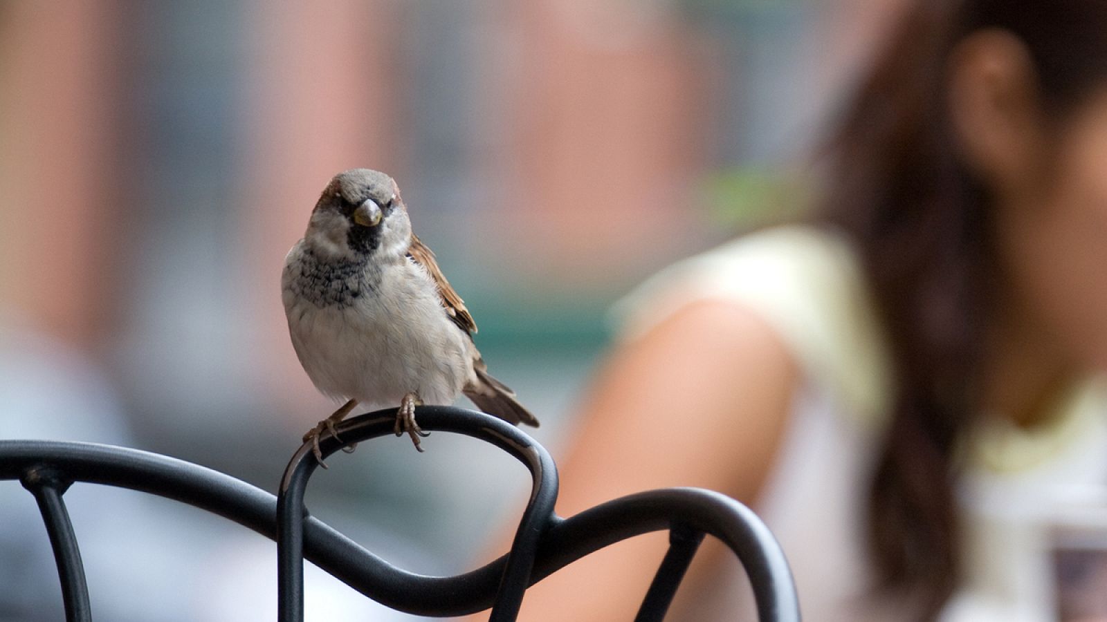 Los gorriones pueden ayudar a estimar la polución de plomo en entornos habitados, lo que podrá ayudar a establecer medidas de salud pública.
