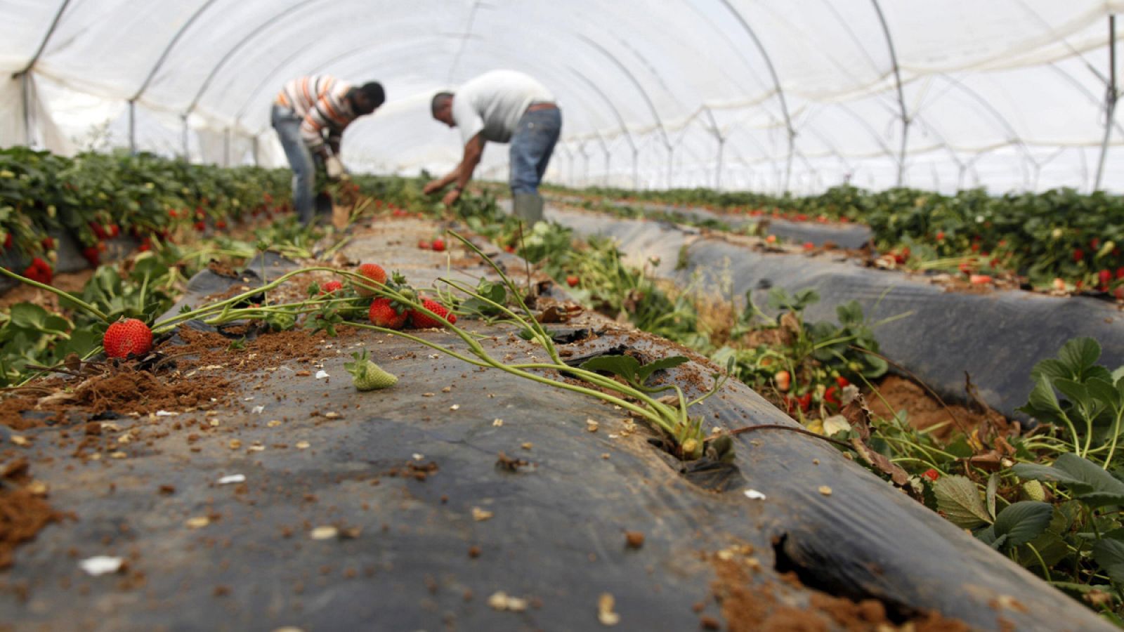 Dos hombres trabajan en una plantación fresera en la costa occidental de Huelva