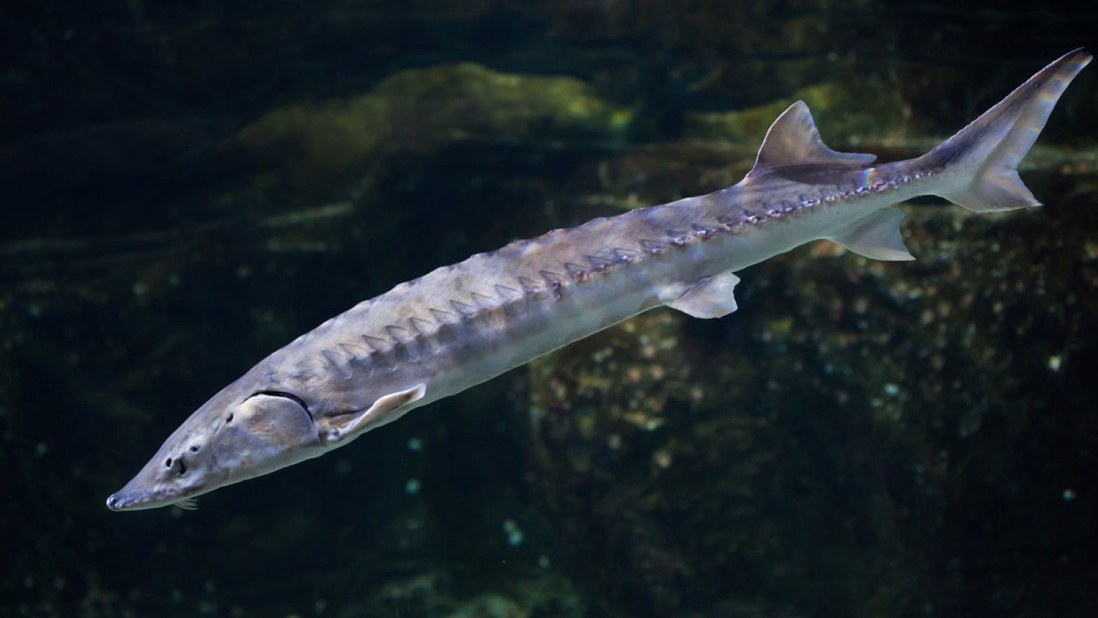 El esturión común, también conocido como sollo o marión, puede llegar a pesar más de 200 kilos.