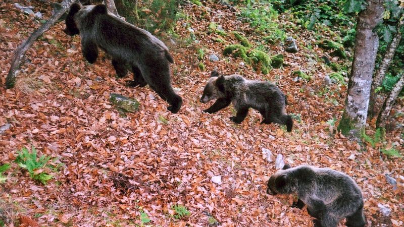 España lidera la biodiversidad en la Unión Europea, pero la mitad de sus especies están amenazadas