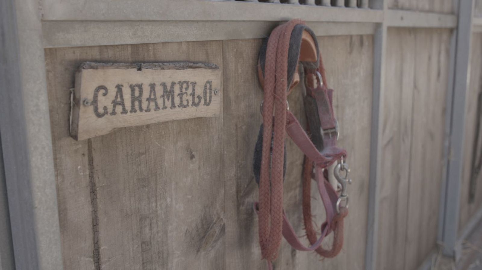 La meva mascota i jo