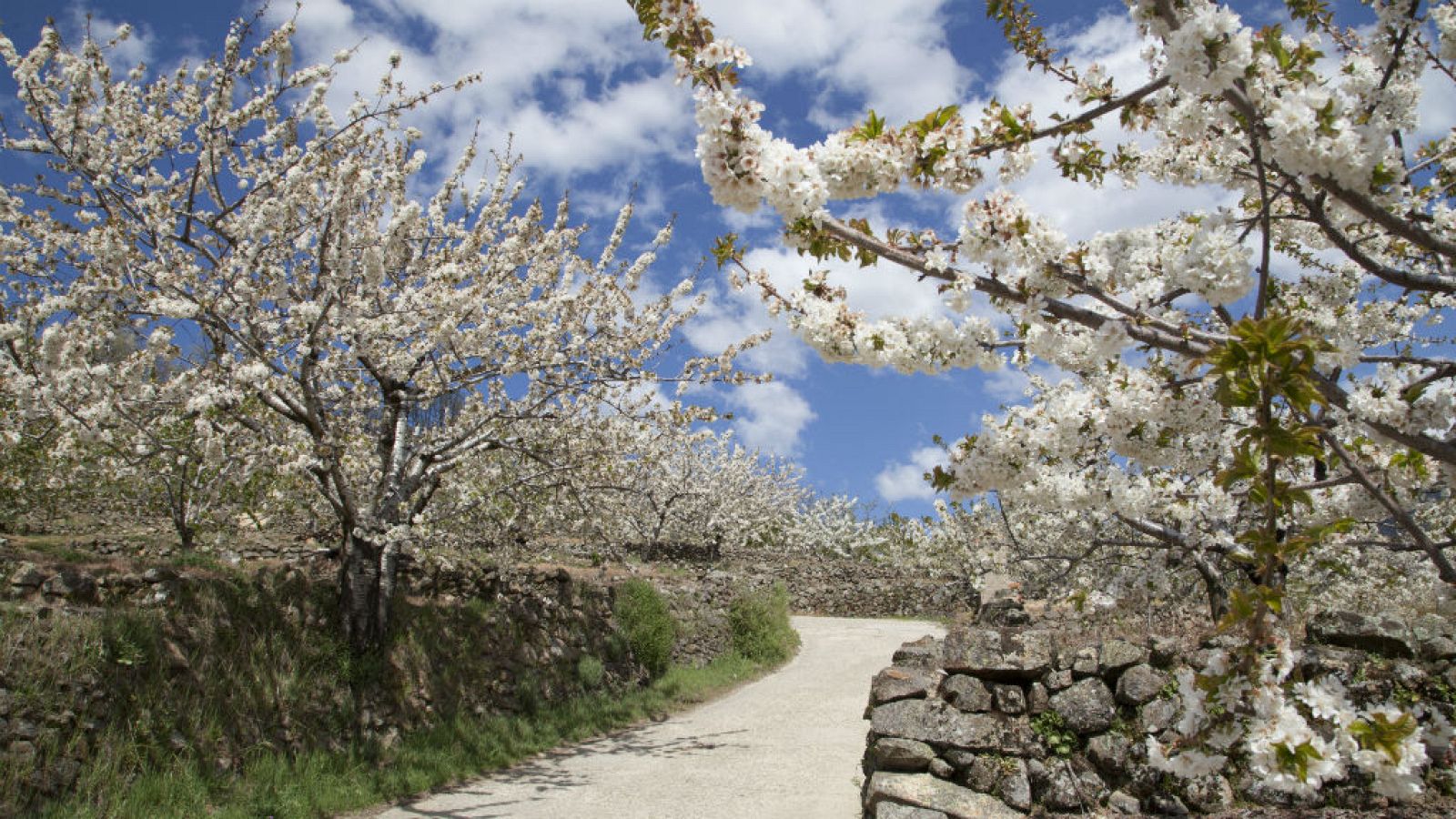 Valle del Jerte, Extremadura