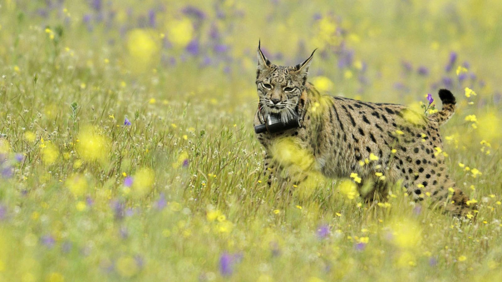 El proyecto Life Iberlince ha permitido pasar de 94 ejemplares en 2002 a 589 en el último censo de 2017.