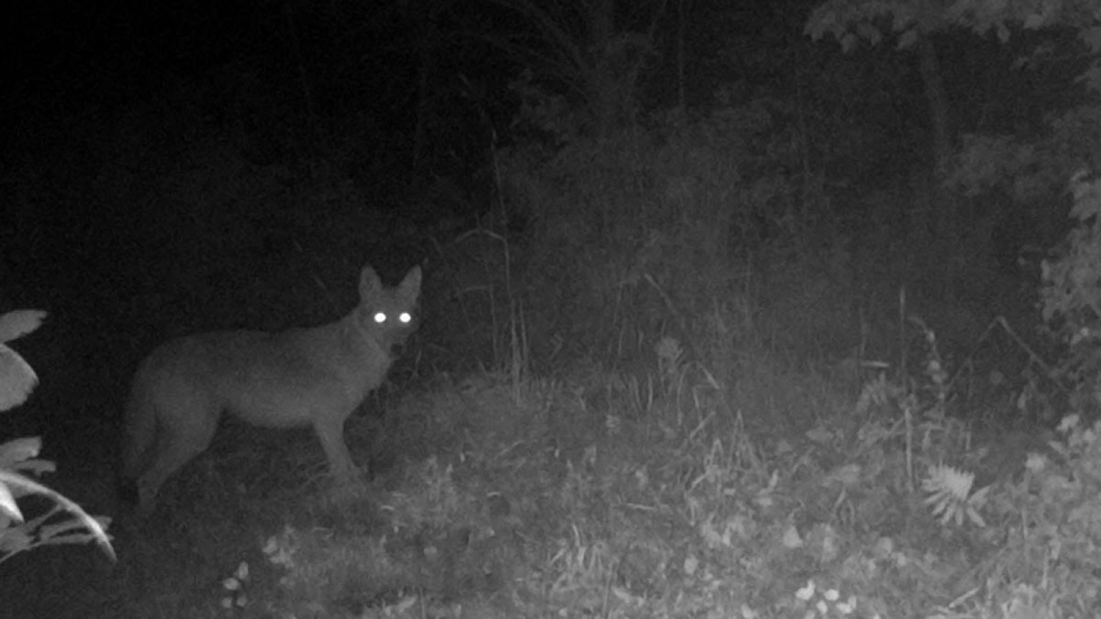 La actividad humana hace que los mamíferos sean cada vez más nocturnos