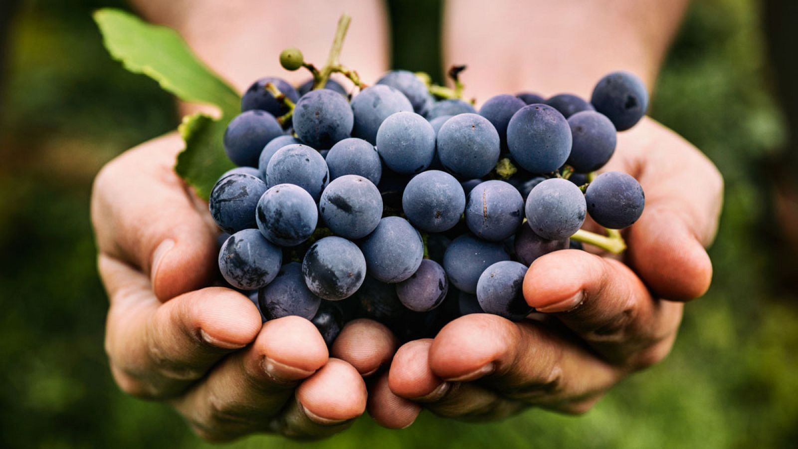 El resveratrol es un compuesto que se halla de forma natural en frutas como las uvas o algunas plantas.