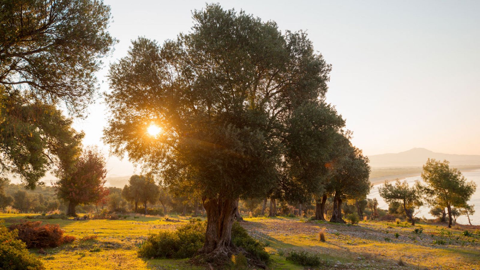 'Xylella fastidiosa'  ya ha causado enfermedades en más de 350 especies vegetales, entre ellas los olivos.