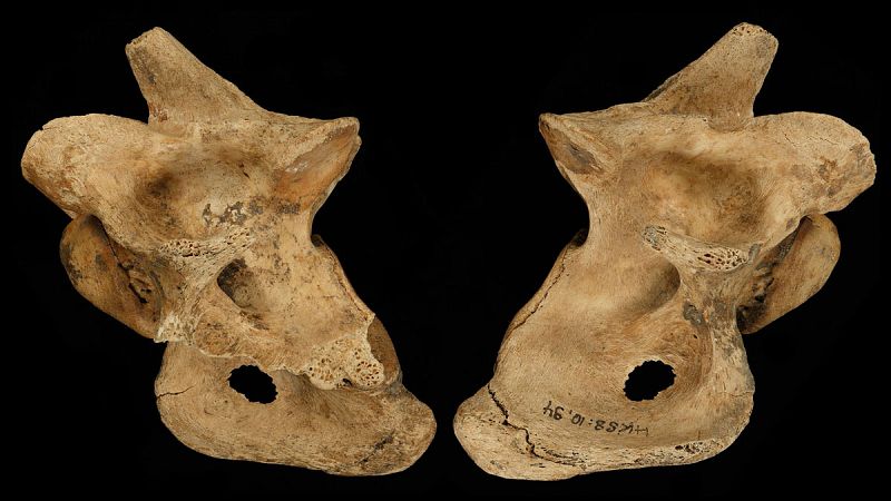 Los neandertales aprendieron a cooperar para cazar