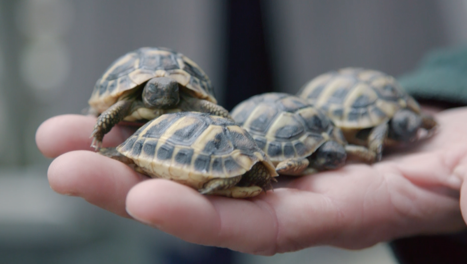 El CRARC a 'La meva mascota i jo'
