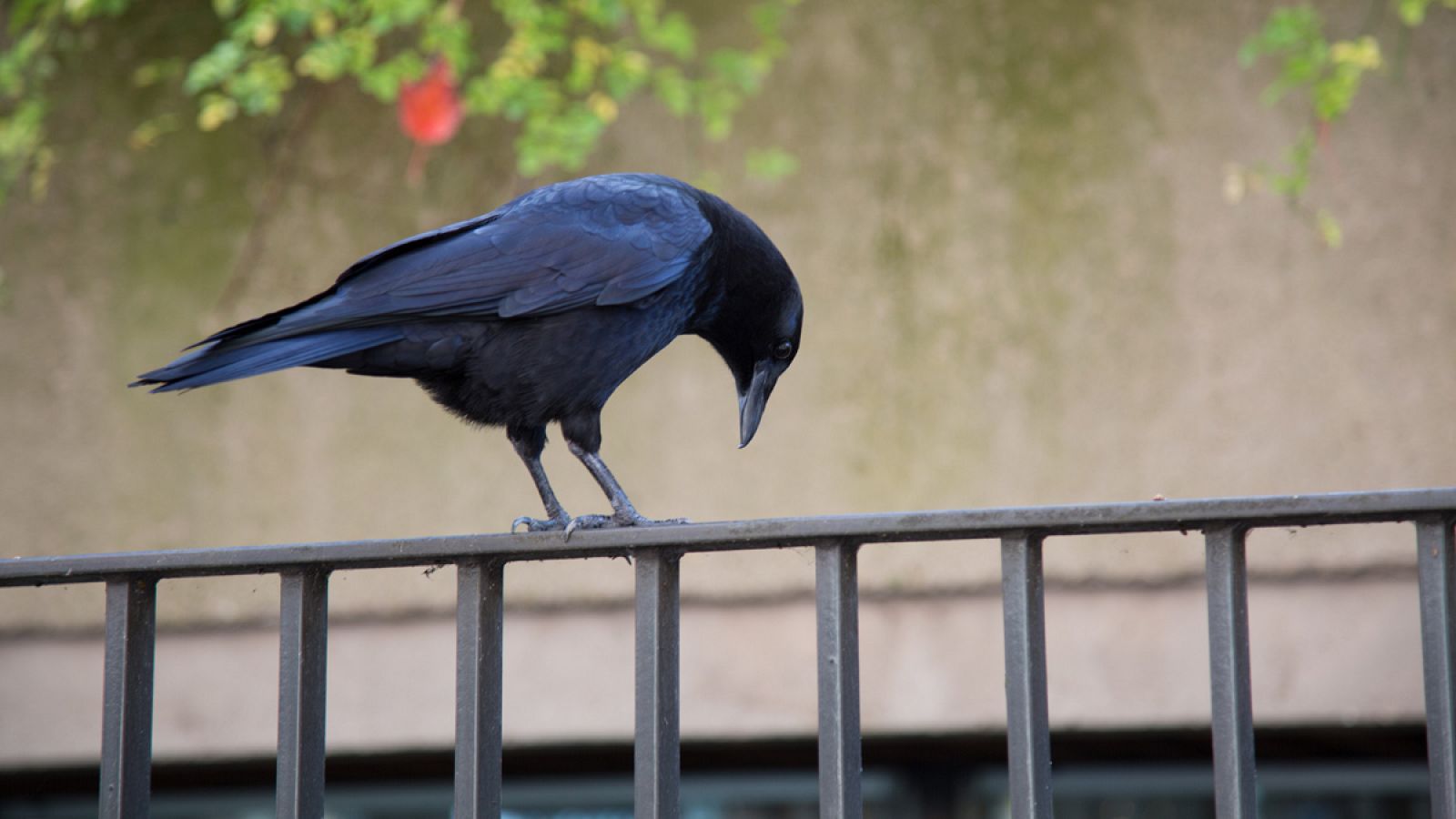 "Recrear y modificar elementos de memoria" es un rasgo "raramente asociado con animales no humanos".