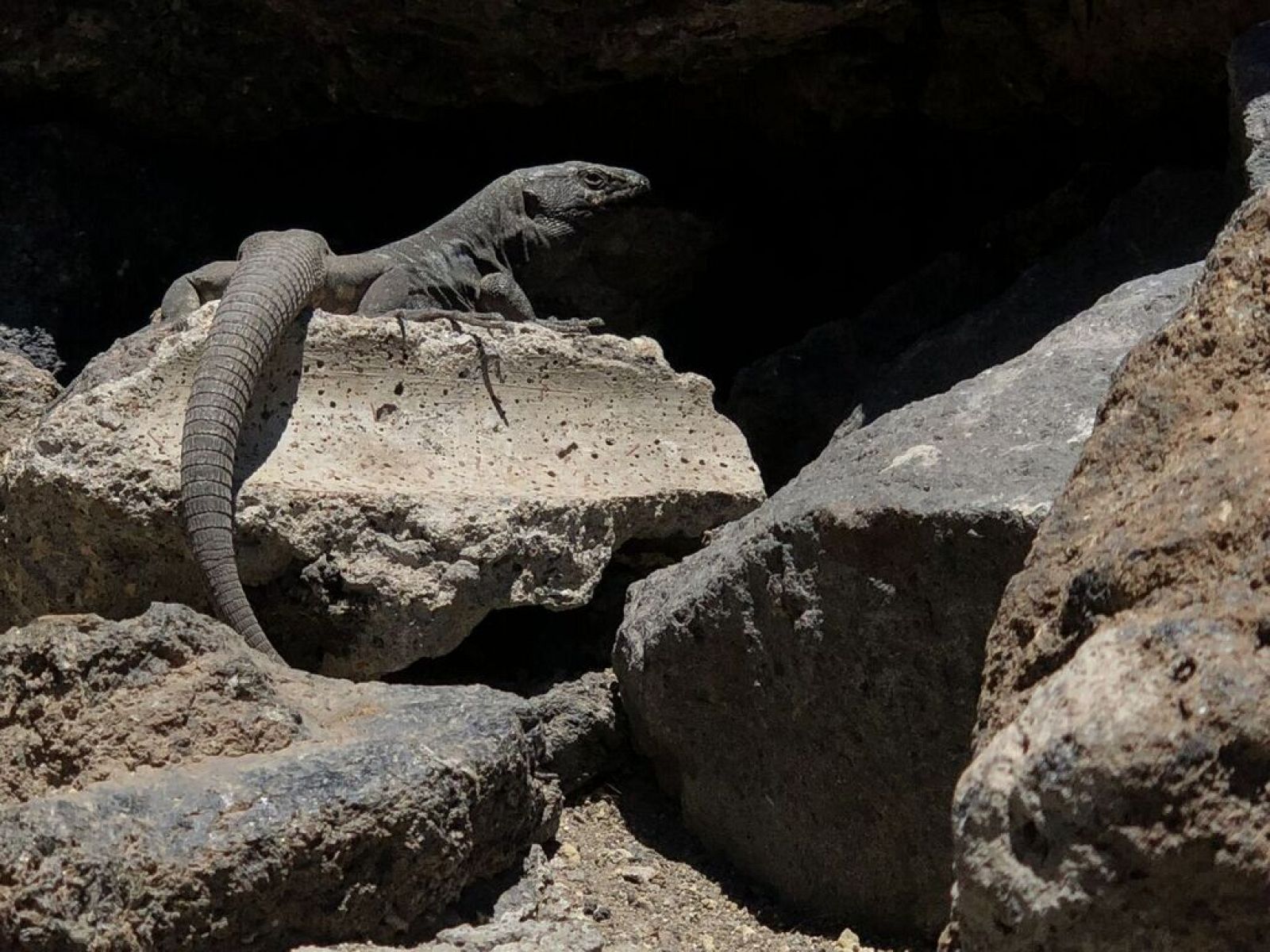 El lagarto tizón debió llegar hasta las islas Canarias flotando sobre algún resto vegetal que el mar arrastró hasta la costa