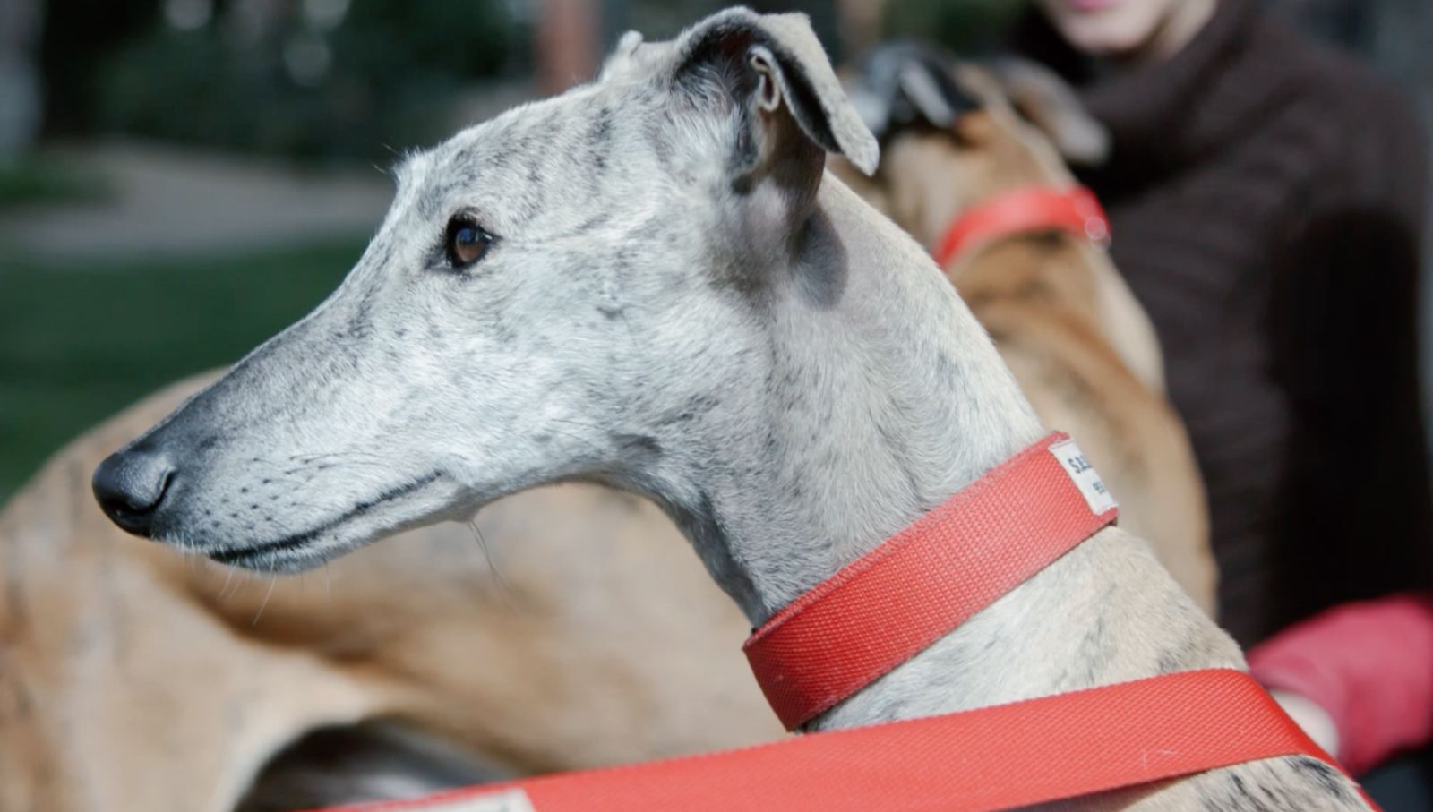 L'ONG SOS Galgos a 'La meva mascota i jo'