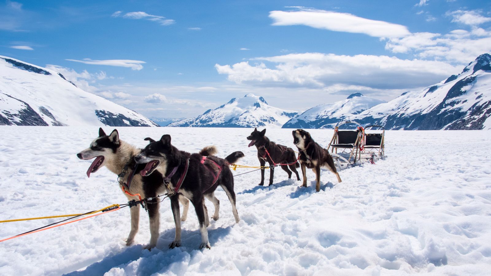 Pocos perros modernos tienen algún tipo de rastro de los linajes antiguos de los primeros perros.