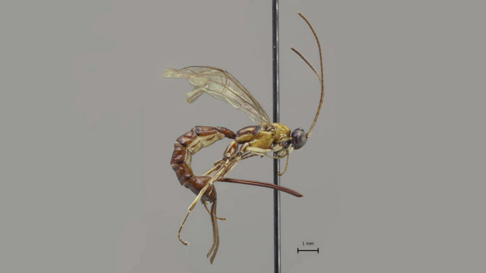 El aguijón de la nueva avispa parasitoide no solo es largo sino también muy ancho, en comparación con el tamaño de la especie.