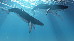 El aumento del tráfico marítimo en el Ártico por el calentamiento global amenaza a las ballenas