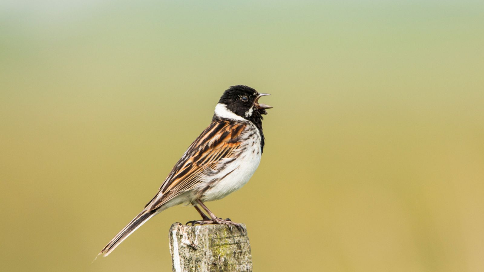 Ejemplar de "escribano palustre" (Emberiza schoeniclus).