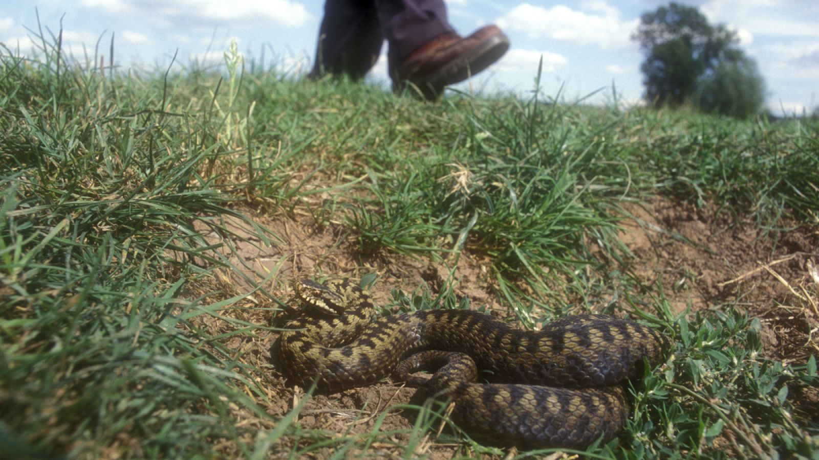 Cinco millones de personas son mordidas cada año por serpientes venenosas, y alrededor de 125.000 mueren.