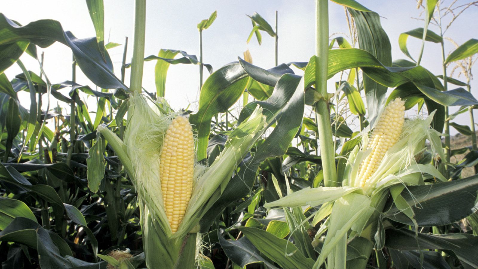 Plantación de maíz