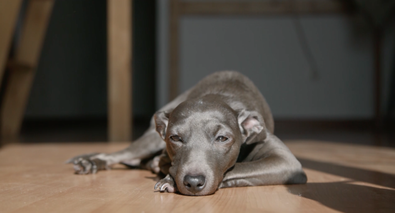 'La meva mascota i jo'