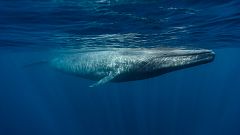 Ballenas y delfines escogen las aguas gallegas para alimentarse