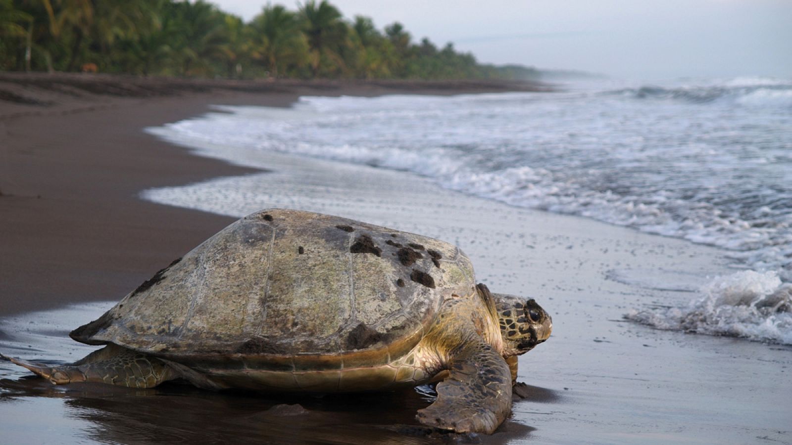 Parque Nacional Tortuguero, Costa Rica