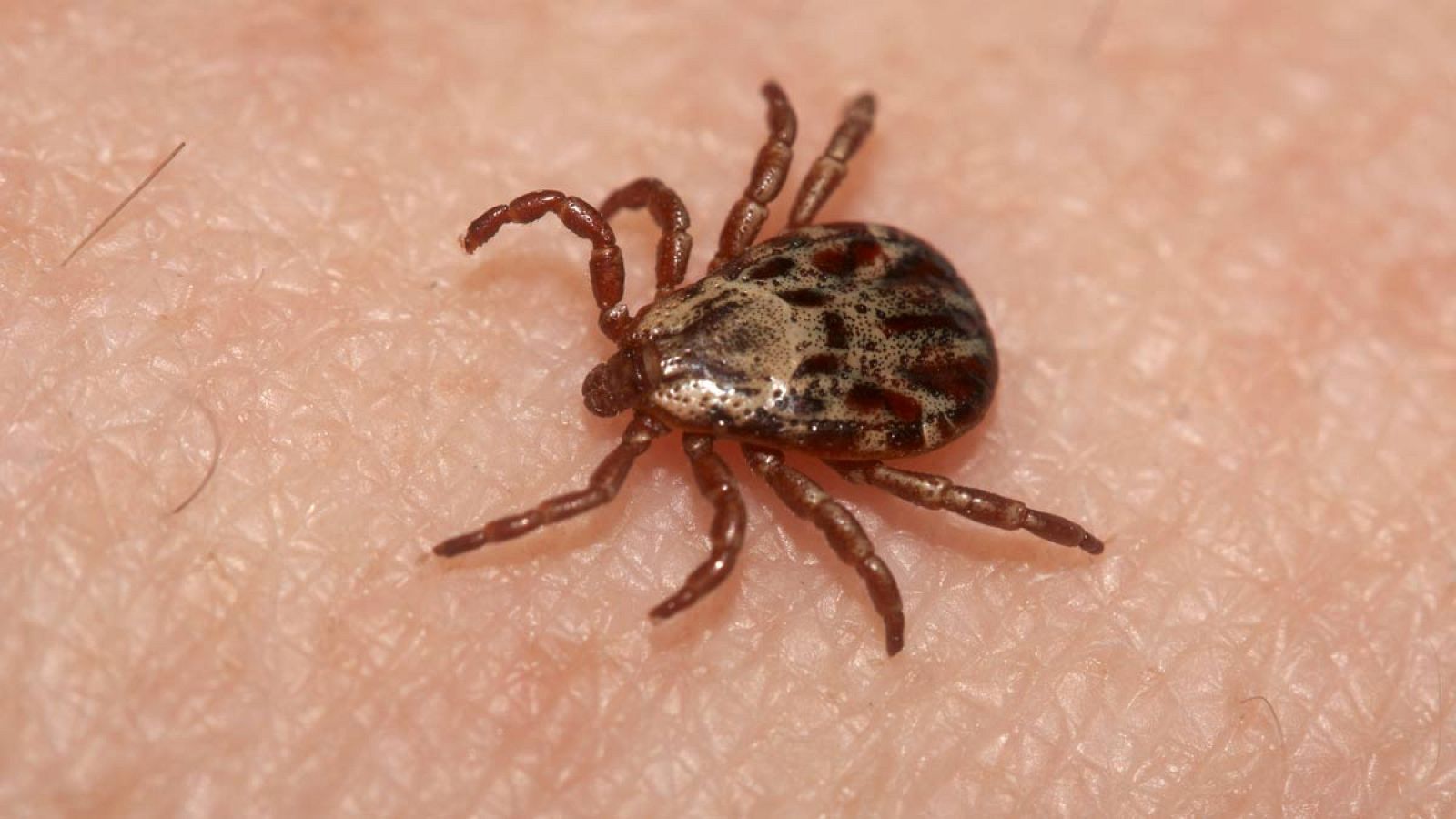 La fiebre hemorrágica se contagia por mosquitos, garrapatas y roedores