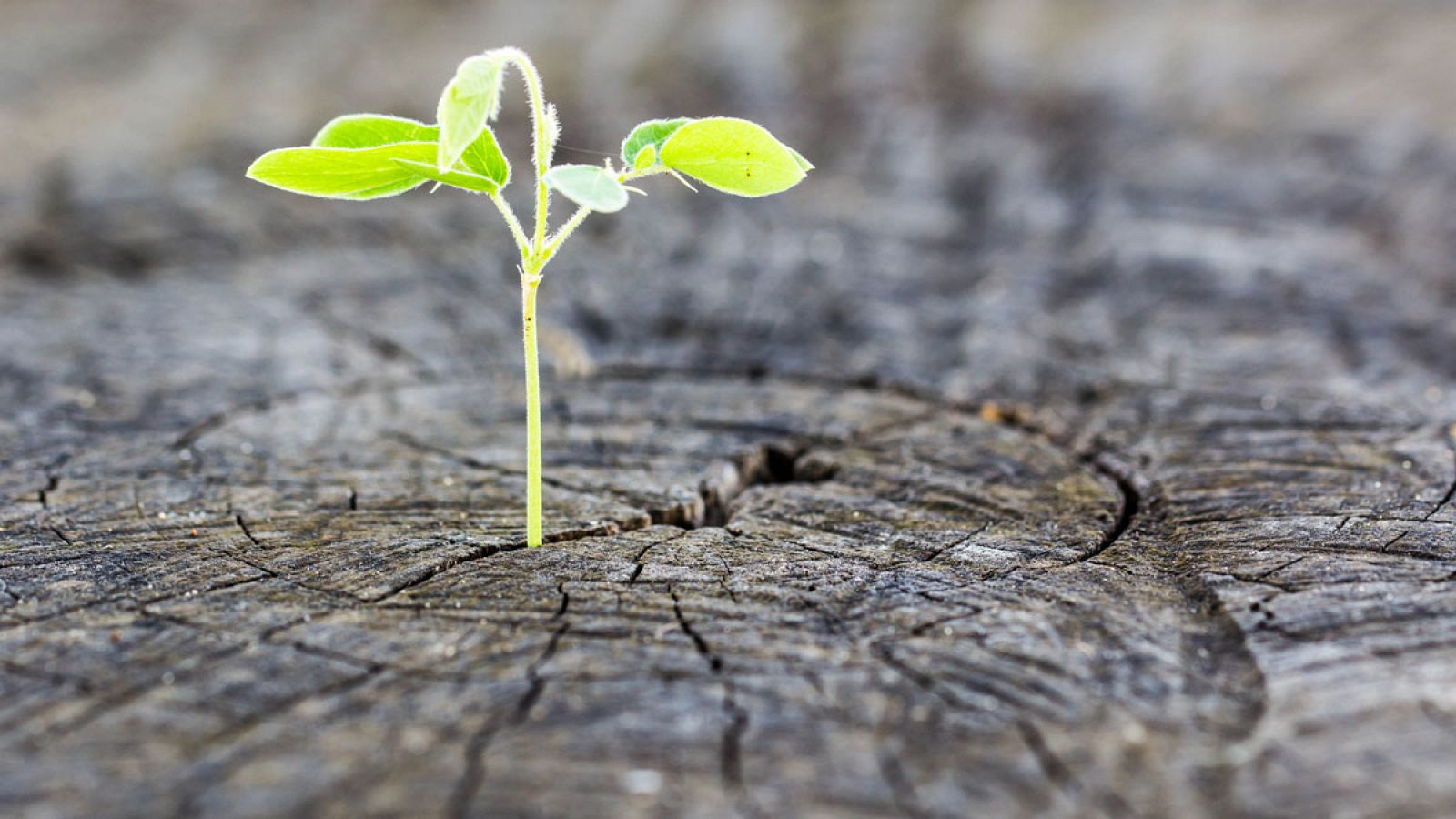 Un brote surge de un tocón talado