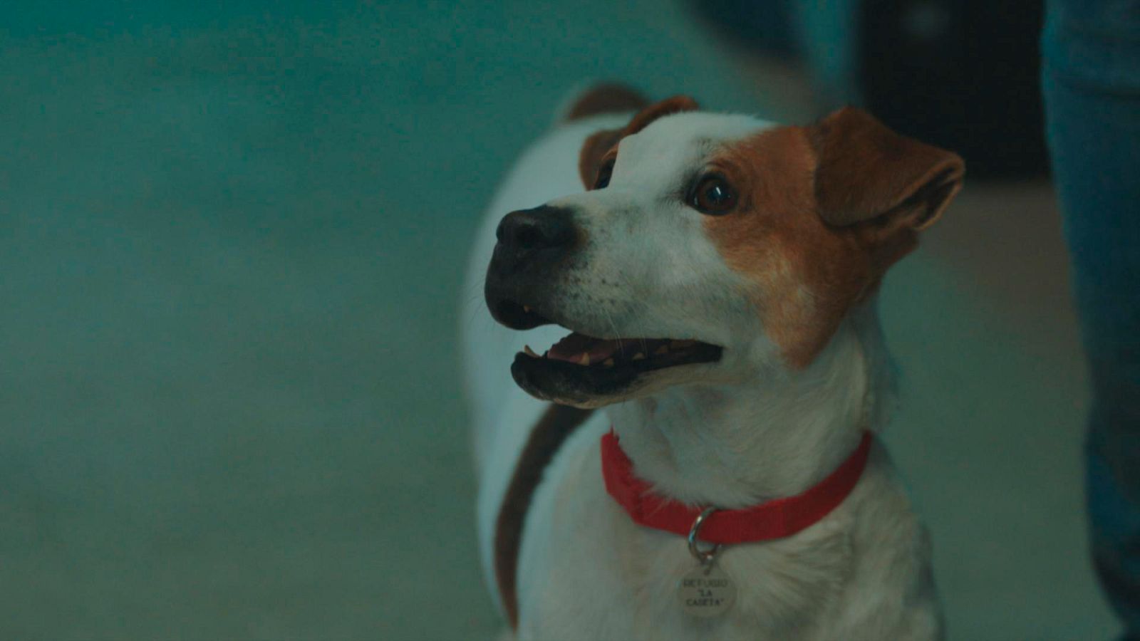 ¿Qué tipo de perro serías? ¡Descúbrelo con nuestro test de personalidad más sabueso!