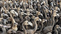Cientos de pollos de flamenco son anillados en la Laguna de Fuente de Piedra, en Málaga